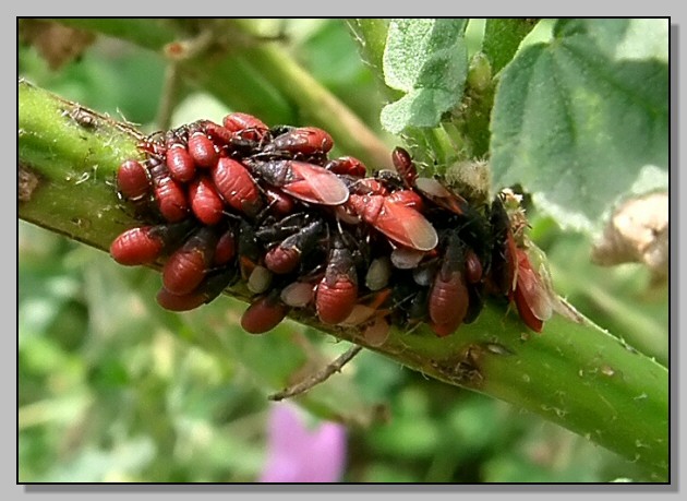 l''Oxycarenus lavaterae immaturi